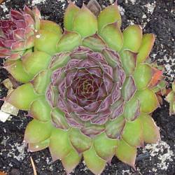 Sempervivum - Dachwurz - Hauswurz